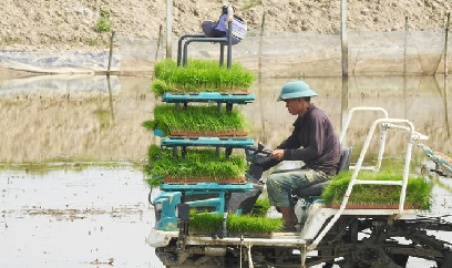 Hà Tĩnh chuyển đổi đất lúa kém hiệu quả