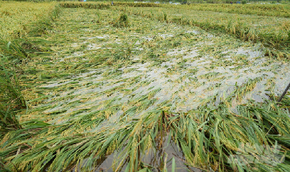 Hà Nội điểu chỉnh cơ cấu cây trồng, vật nuôi giúp bình ổn thị trường Tết