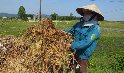 Thời tiết vụ đông xuân rất thuận lợi cho sâu bệnh hại bùng phát