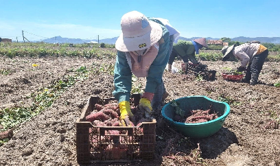 Thắng lợi kép vụ thu hoạch khoai lang