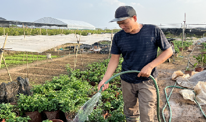 Làng hoa liêu xiêu vì giá cây giống tăng vọt