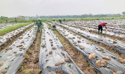 Khôi phục cơ bản diện tích rau màu sau bão số 3