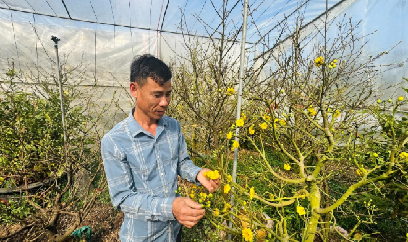 Vượt thời tiết bất lợi, người trồng hoa giữ vững vụ Tết