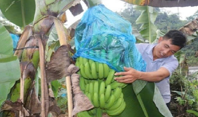 Chuối - cây làm giàu của người Mường Khương