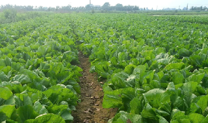 Tư duy mới trên những cánh đồng cũ
