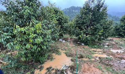 Vùng trồng sầu riêng gắn liền với mùa vụ ở Việt Nam