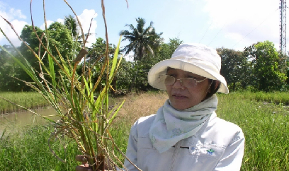 Dự báo dịch bệnh cây trồng vụ ĐX miền Trung - Tây Nguyên