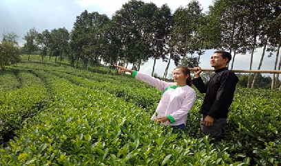 Lào Cai trồng mới 350ha chè chất lượng cao
