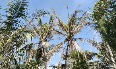Dừa bị sâu đầu đen tấn công ở Trà Vinh và Vĩnh Long