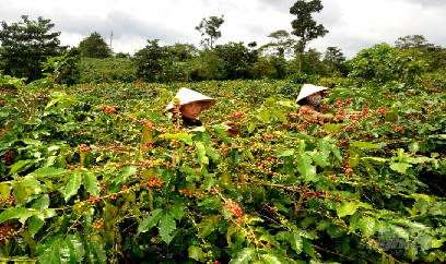 Đề án tái canh cà phê ở Quảng Trị không đạt mục tiêu