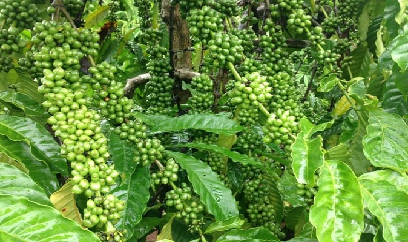 Chăm sóc cây cà phê trong mùa khô ở Tây Nguyên