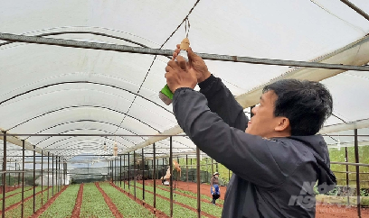 Dùng đèn led trồng hoa cúc, lợi nhuận tăng hơn 20%
