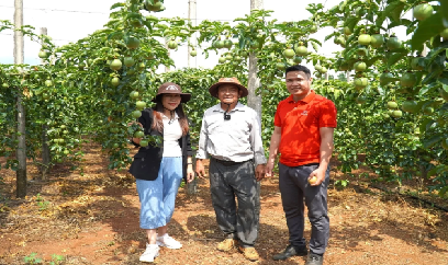 Đặt lại nền móng cho ngành hàng chanh leo