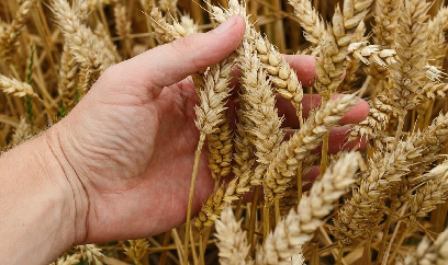 Giá lương thực toàn cầu tiếp tục hạ nhiệt