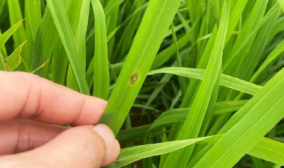 Lúa xuân dự kiến trổ đúng thời tiết bất thuận, lo đạo ôn cổ bông