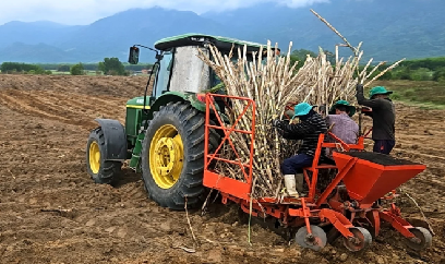 Liên kết trồng mía: Khơi thông nguồn lực để phát triển bền vững