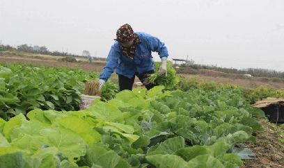 Mở rộng tối đa diện tích vụ đông để bù đắp vụ đông xuân