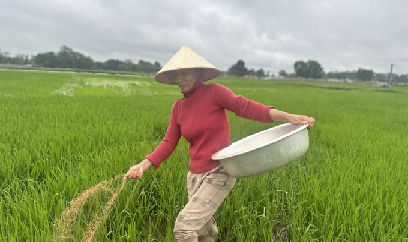 Không ngại mưa rét, nông dân tích cực xuống đồng chăm sóc lúa xuân