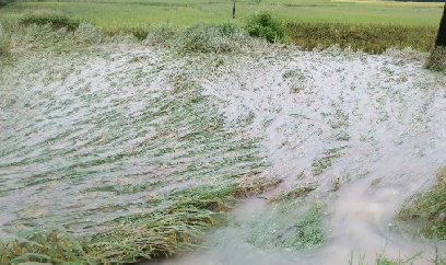 Hơn 30 nghìn ha lúa và hoa màu bị ngập úng do mưa lớn