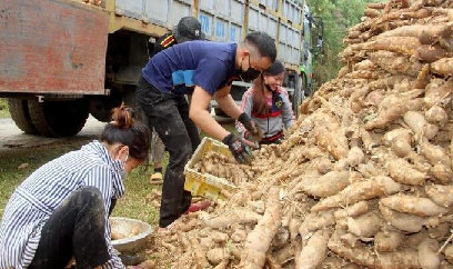 Nghệ An: Cần bước đi 'chậm nhưng chắc' cho cây sắn