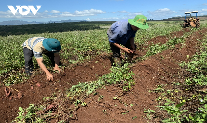 Nông dân Gia Lai khó khăn vì nhiều loại nông sản mất mùa, mất giá