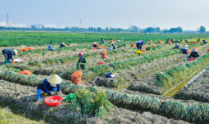 Nông dân 'thủ phủ' hành, tỏi Hải Phòng không vội bán nông sản giá rẻ