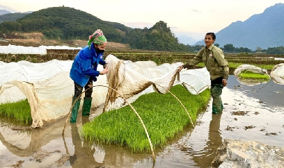 Vượt giá rét, hoàn thành gieo cấy lúa vụ đông xuân