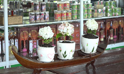Độc, lạ giống hoa cẩm tú cầu mini