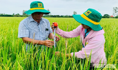 Vĩnh Long hoàn thiện chuỗi tập huấn Đề án 1 triệu ha lúa