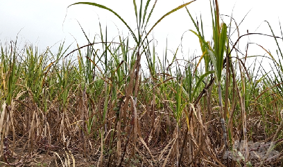 Khởi sắc mía đường: [Bài 1] Cây mía xứ Tuyên qua thời lao đao