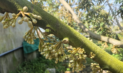 Hoa sầu riêng bung nở, nhiều nhà vườn phấn khởi đón vụ mới