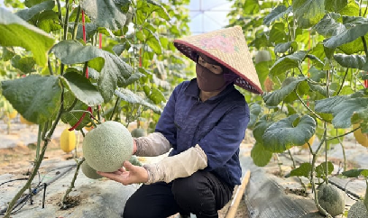 Trồng dưa lưới mùa nắng nóng, khó làm nhưng dễ bán