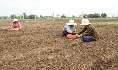 Nông dân khẩn trương xuống giống vụ hành tím sớm