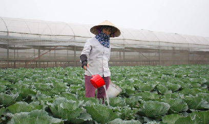 Lưu ý chỉ đạo sản xuất vụ đông 2025 và vụ đông xuân 2025 - 2026