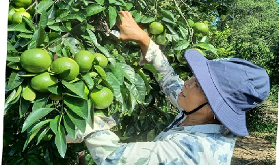Mùa nhãn 'đắng' ở Hưng Yên