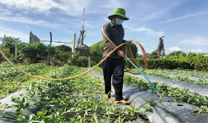 Dưa hấu 'giải khát thu nhập' cho bà con đất giồng cát