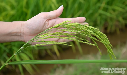 Các nước trên thế giới đang quản lý giống cây trồng thế nào?