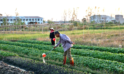 Dưa hấu vụ xuân được mùa, được giá