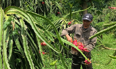 'Quả rồng' hợp đất vùng cao, nông dân thu tiền tỷ mỗi năm