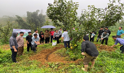 Lào Cai mở rộng 533ha cây ăn quả ôn đới