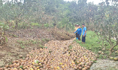 Hơn 300ha bưởi rụng quả la liệt sau bão