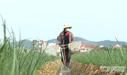 Quản lý sức khỏe cây trồng để hành tỏi Hải Phòng vươn thị trường lớn