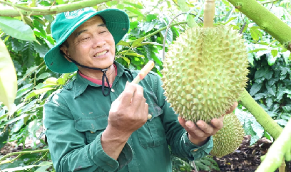 Triển khai ‘Chiến dịch 30 ngày đêm’, Đắk Lắk huy động tổng lực cấp mã số vùng trồng