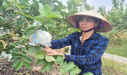 Người dân Hà Nam nâng cao thu nhập nhờ trồng ổi