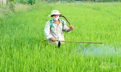 Muỗi hành gây hại cục bộ lúa đông xuân