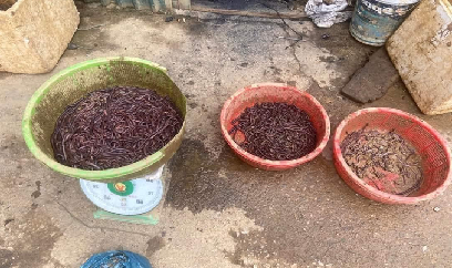 Ngăn chặn nạn kích giun đất ở vùng cao Si Ma Cai