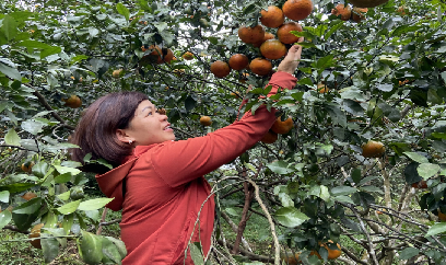 Thiếu người hái cà phê dù giá công tới 300 ngàn đồng/ngày