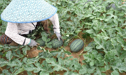 Thấp thỏm dưa hấu vụ hè thu