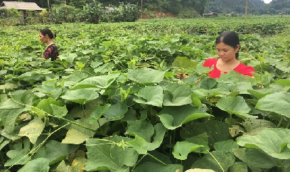 Tìm cách cứu cây su su khỏi bị chết lụi