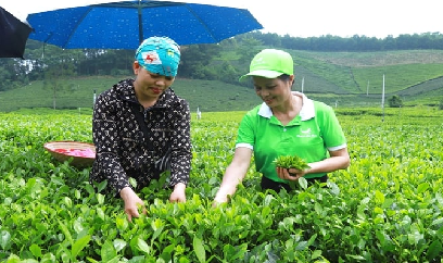 Đi tìm ‘bàn tay vàng’ xứ chè